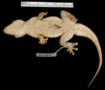 Media type: image;   Herpetology R-50469